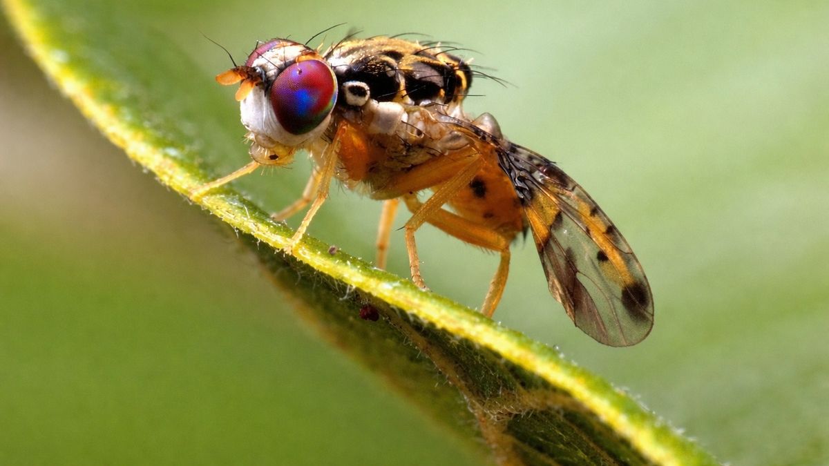 How Scientists Uploaded a Fruit Fly Brain to a Digital Body