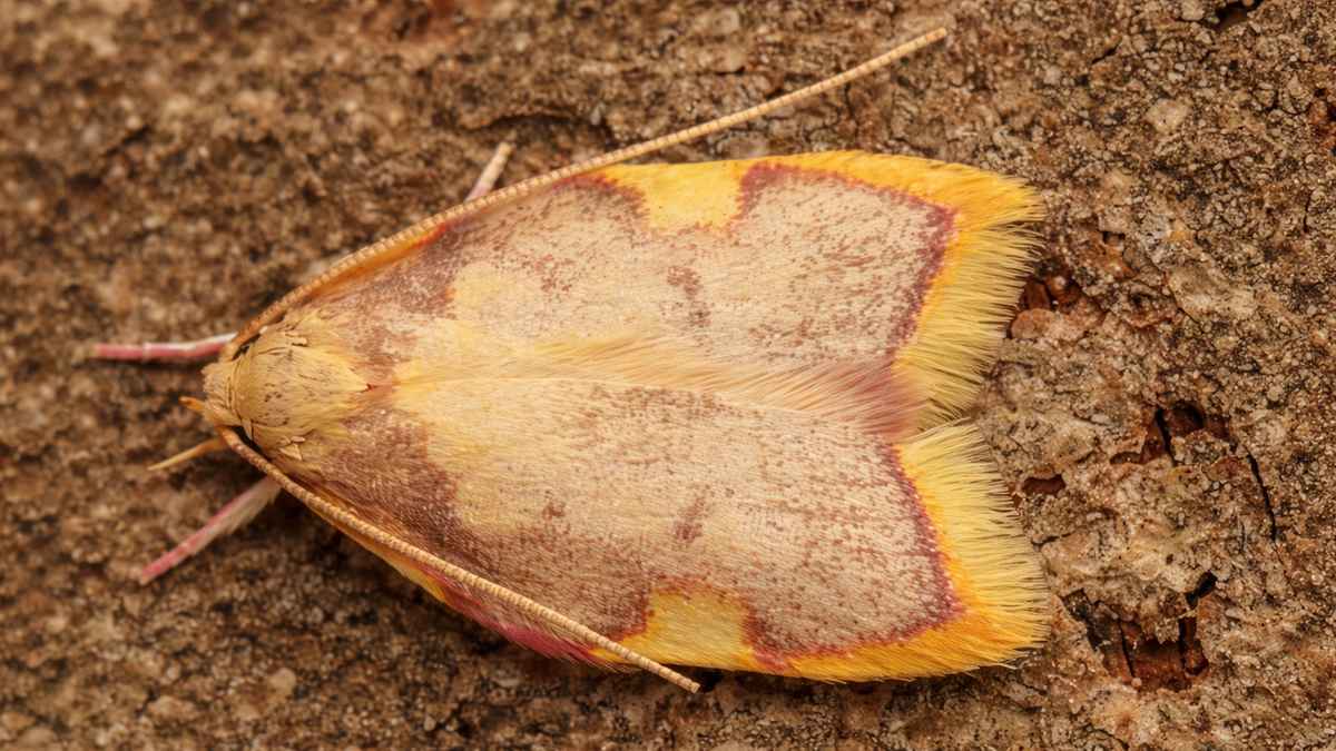 How a Single Moth Changed the History of Computing