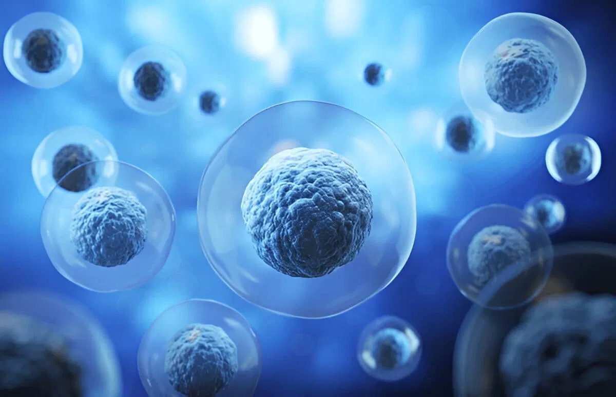 Is Autophagy good or bad?
