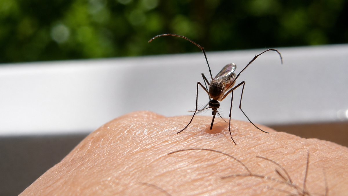What Makes You a Mosquito Magnet?