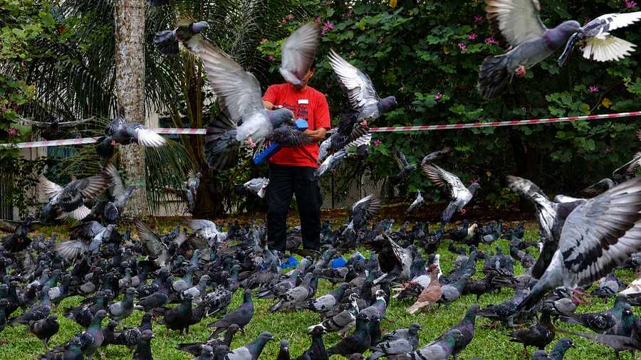 Singapore Introduces Tougher Penalties for Illegal Wildlife Feeding