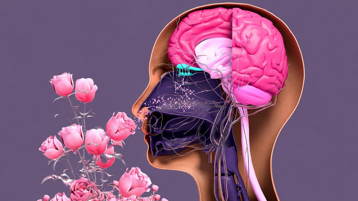 Why Do Some Smells Trigger Memories?