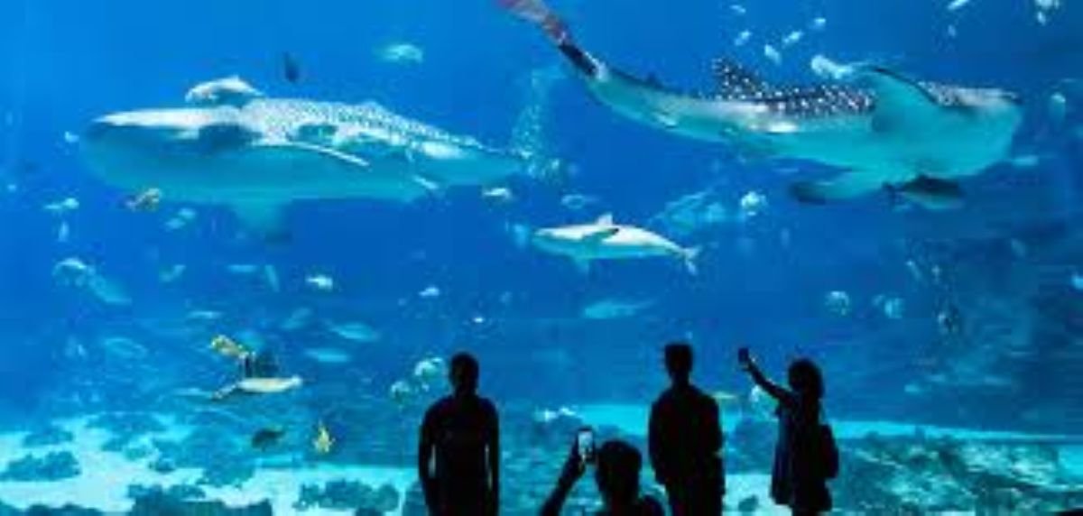 Why Gen Z Is Obsessed With Aquascaping