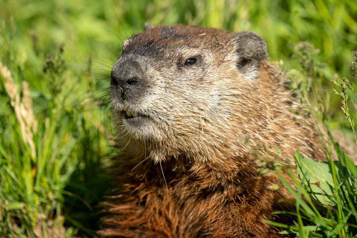 Groundhog Day: What Is It and Why It Matters