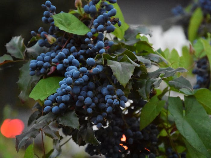 FreshBerries-sebastian feistl-1009916