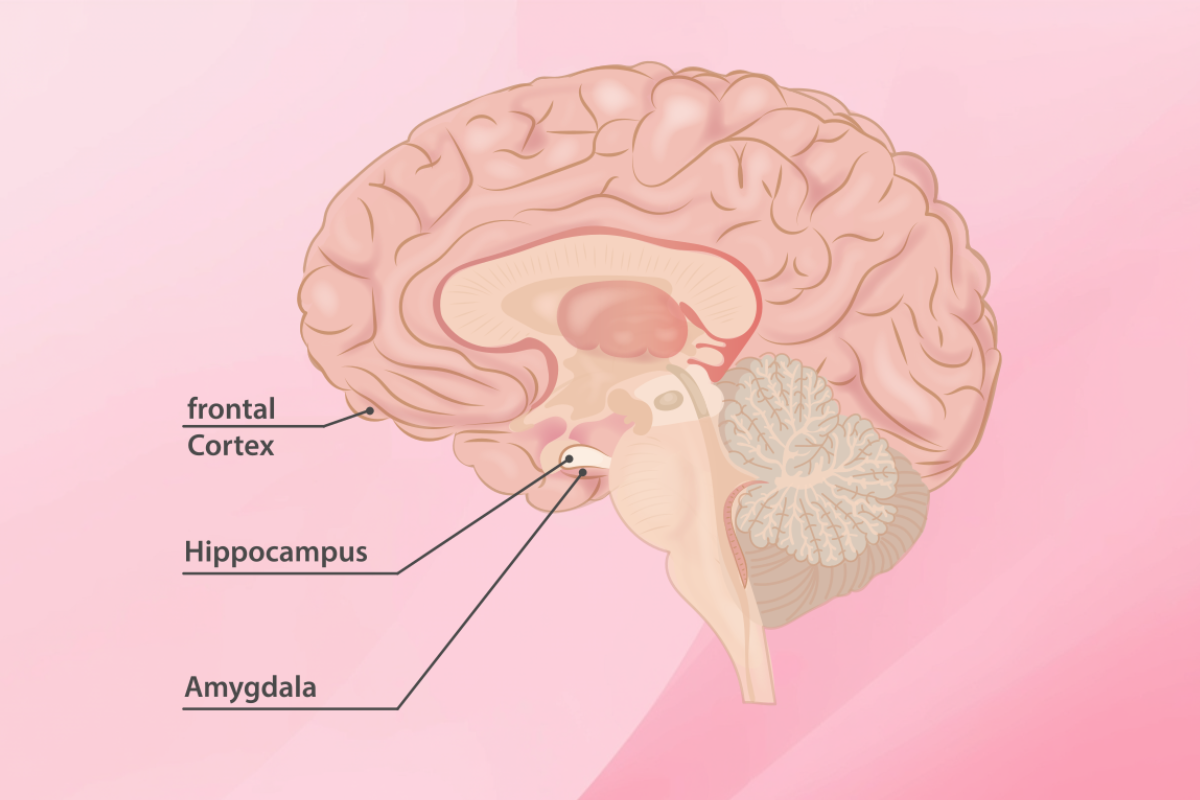 Amygdala Injury Map - Anxiety Disorders